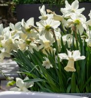 Daffodil Cyclamineus Lady Madonna